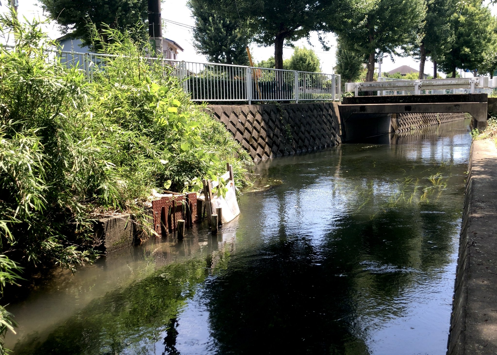 アマガエル on Twitter