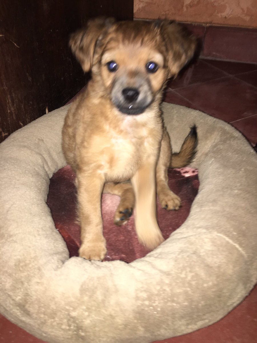 Canelo es de los bad bichos