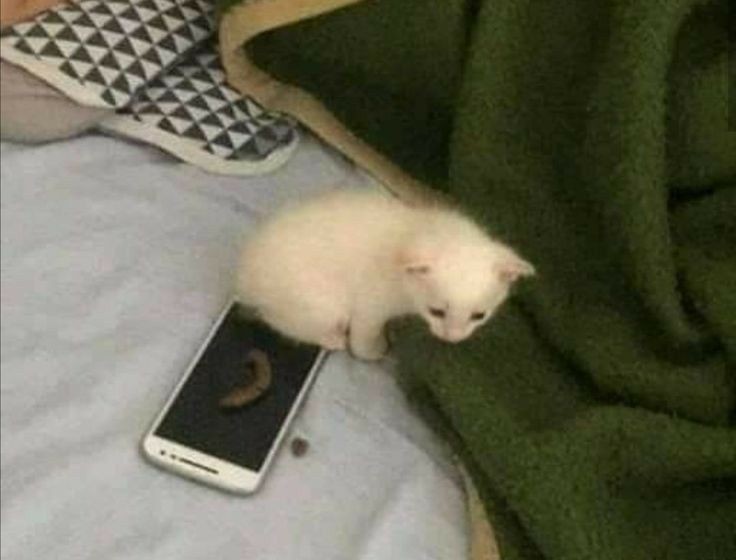 humlico's tweet photo. #humtwt  t  his   iz  how  2 use  ceelphon? https://t.co/WDmtladYAj