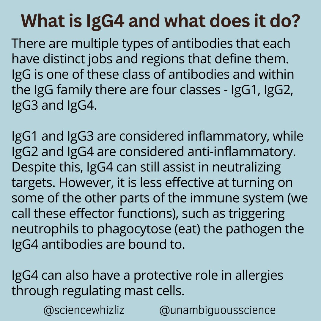 What is IgG4 and what does it do?  There are multiple types of antibodies that each have distinct jobs and regions that define them. IgG is one of these class of antibodies and within the IgG family there are four classes - IgG1, IgG2, IgG3 and IgG4.   IgG1 and IgG3 are considered inflammatory, while IgG2 and IgG4 are considered anti-inflammatory. Despite this, IgG4 can still assist in neutralizing targets. However, it is less effective at turning on some of the other parts of the immune system (we call these effector functions), such as triggering neutrophils to phagocytose (eat) the pathogen the IgG4 antibodies are bound to.  IgG4 can also have a protective role in allergies through regulating mast cells.