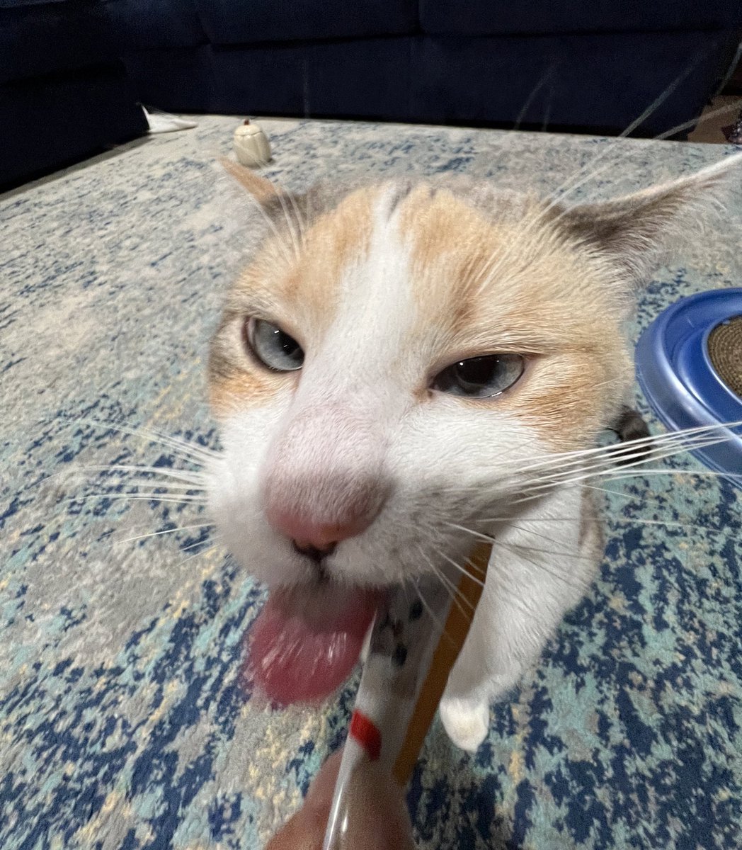 fatfatpankocat's tweet photo. It’s gogurt time https://t.co/Twdo65WXVu