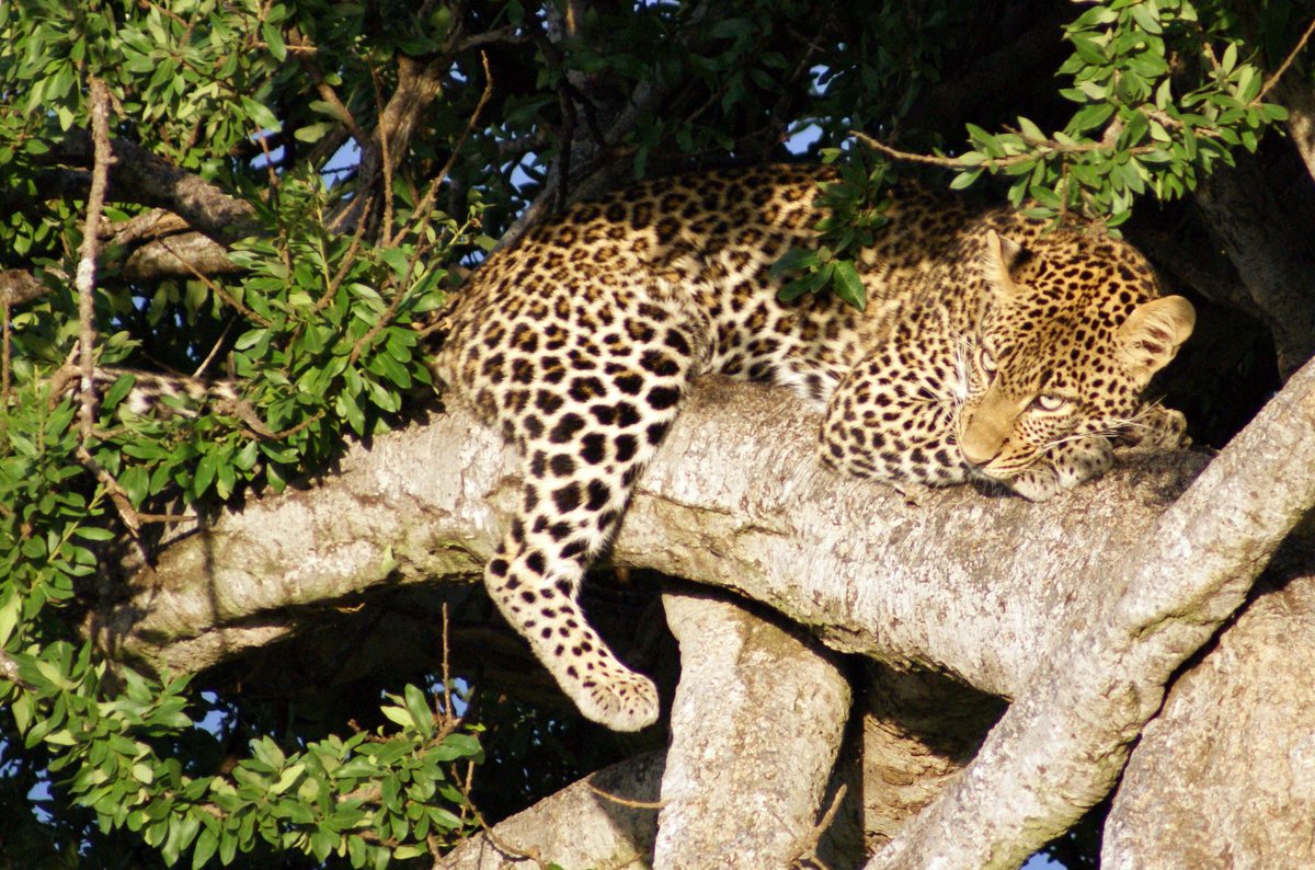 Hot safari destinations in Africa 
pg.world/articles/hot-s…

#africansafari #Krugernationalpark #GORONGOSANATIONALPARK
#naturelovers #Zimbabwe #Kenya #Botswana #Uganda #Rwanda #Mozambique #SouthAfrica #HWANGE #MasaiiMARA #BWINDI #gorillatag #elephant #cheetah  #lions #leopard