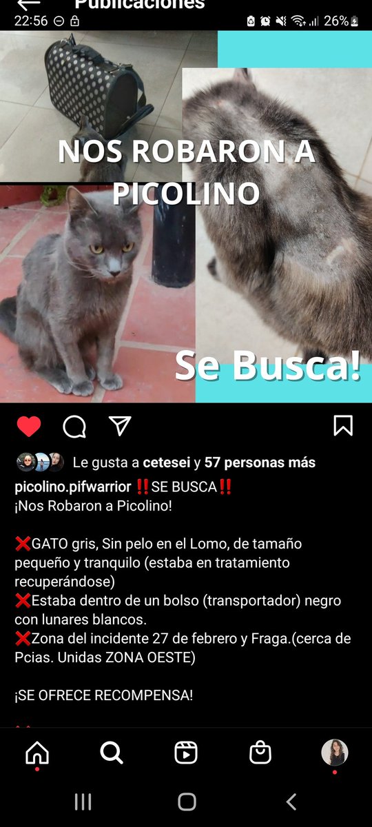 ROSARIO! 
SE ROBARON A PICOLINO POR FAVOR RT
Zona 27 de febrero y Fraga. Rompieron el vidrio pensando que era un simple bolso y estaba él adentro. Por favor por favor compartan 🙏🏼 Su familia esta destrozada. Tiene leucemia.
Contacto Nico 3413550722
Jorgelina 3413015037
