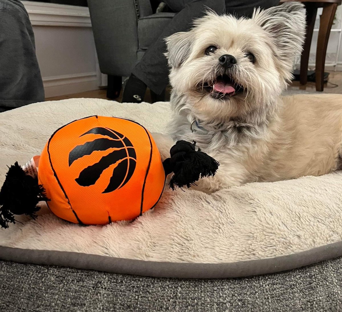 T_Plaggenhoef's tweet photo. #tangerinefanangle  @TangerineHoops @Raptors https://t.co/0GlJh612xj