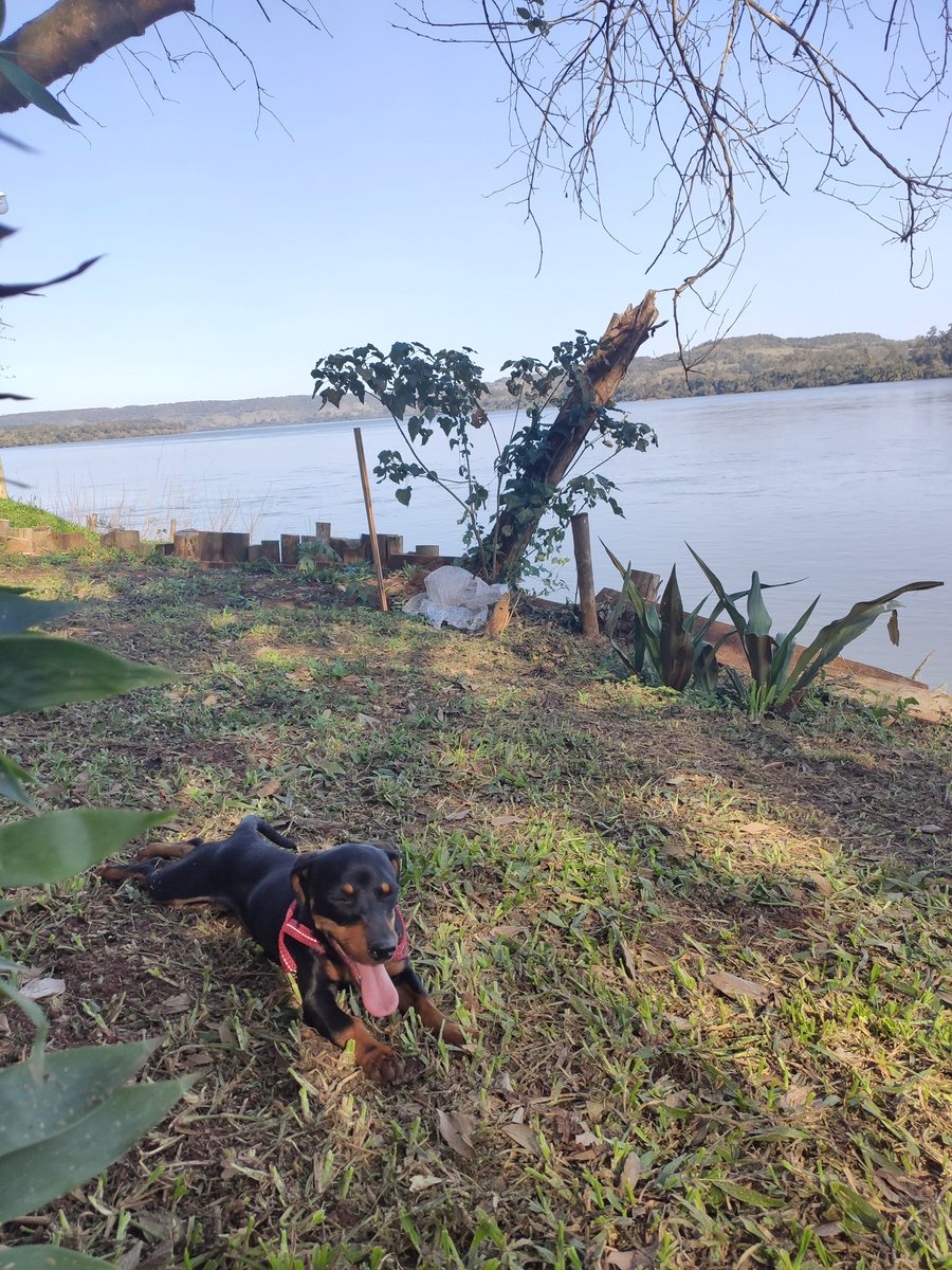 AlexaLo92's tweet photo. Espero que exista el cielo de los perritos, te amamos mucho Olivia ❤️ https://t.co/TD1x3vEesh