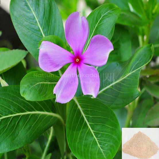 TDevija's tweet photo. நித்திய கல்யாணி (Madagascar periwinkle) 
உலக அளவில் புற்றுநோய் சிகிச்சைக்கு பயன்படுத்தி வருகின்றனர்.இதன் வேர்,இலைகளில் vincristene  vinblastine போன்ற ஆல்கலாய்டுகள் அமைந்துள்ளது. இது மலவாய் மற்றும் குடல் புற்றுநோய் வராமல் தடுக்கும். https://t.co/6bf79MMHuV
