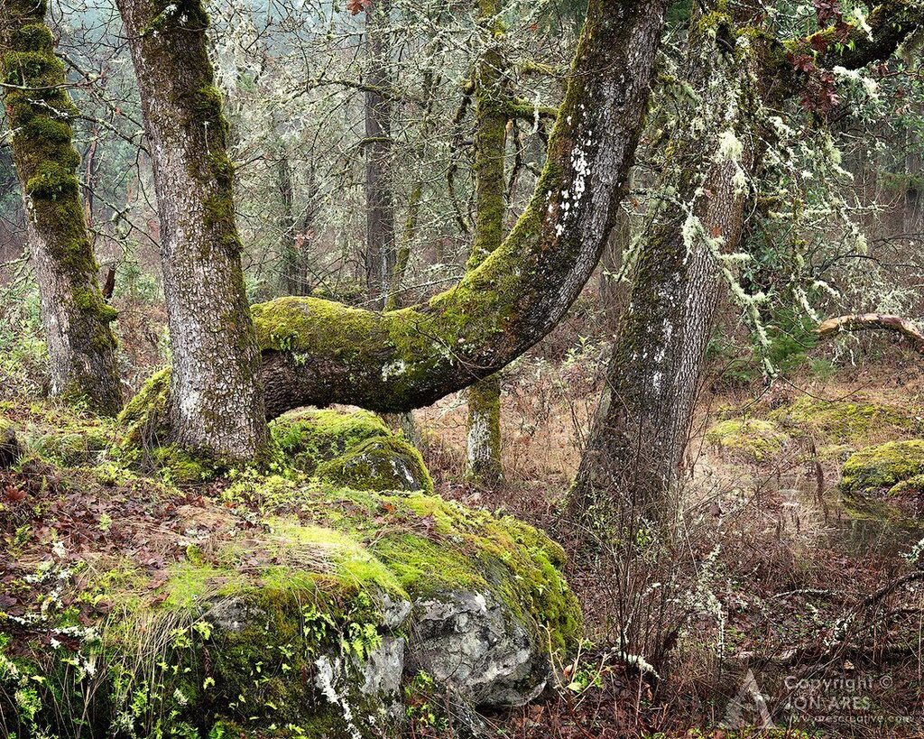 jon_ares's tweet photo. Whoa - check out the curves on this one. #moveslikejagger 
Tree Week continues. 🌲 
.
.
.

#landscapephotography #landscapelover #landscape_captures #landscapes #landscape_photography #SonyA7rIII #landscape_hunter #landscape_lovers #landscapecaptures … https://t.co/PoTc4688Kl https://t.co/SCPgGgUWsb