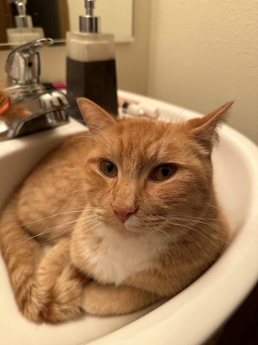 AkaOrangejuice's tweet photo. My perrrrty sink kitty… 🚰🐱
#sinkcat #orangecat #mycat #followsmeeverywhere #codependantcat #adoptdontshop #OJ #orangejuice https://t.co/UG4ylWhARD