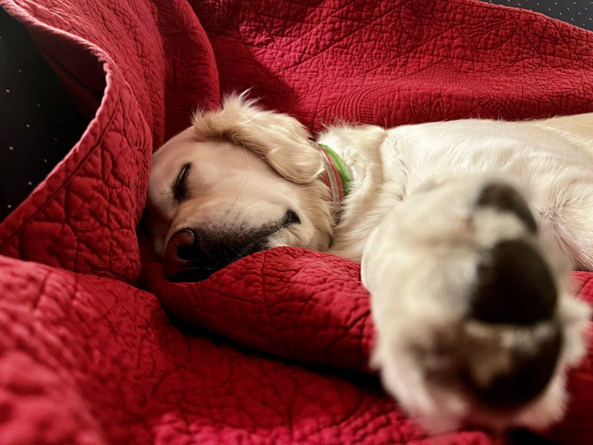 Layla the Dog tweet media