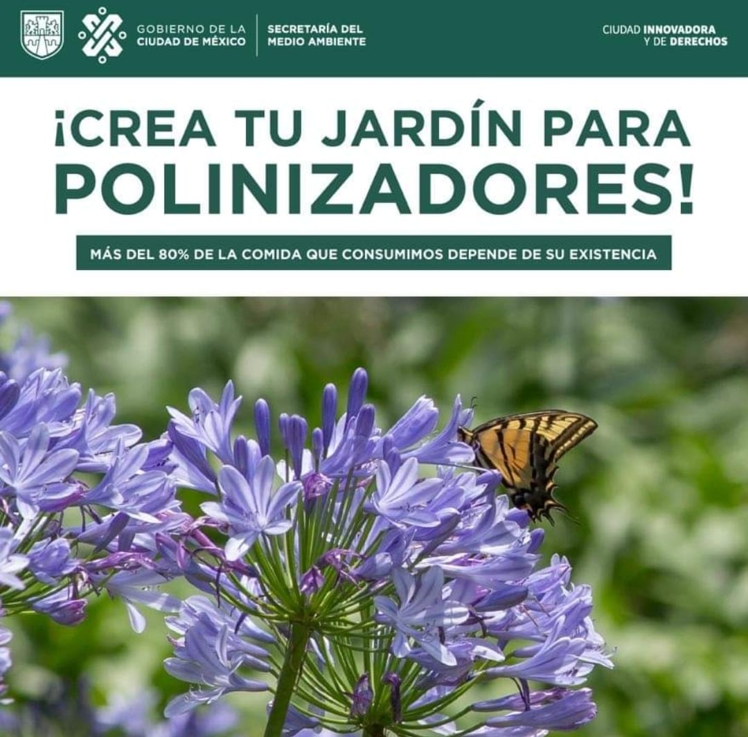 SEDEMA_CDMX's tweet photo. #ConéctateConLaNaturaleza y crea tu propio jardín para polinizadores.  🐝

¡Es muy fácil! Aquí te decimos cómo hacerlo: https://t.co/GUwUK5ltvM https://t.co/GYeuclee4y