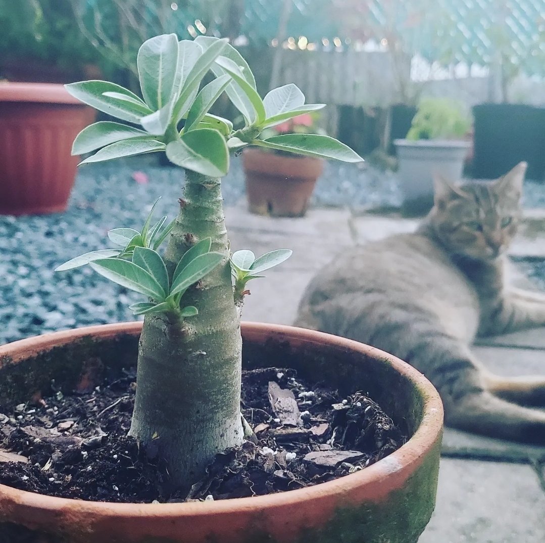 _Maileen's tweet photo. Rosa del Desierto #planta #bebé #gato 💚😻

#natureloversgallery #CatsOfTwitter #plant #cat  #Godisgood

https://t.co/NdWfSmKaYV https://t.co/aD7pqlsN7W