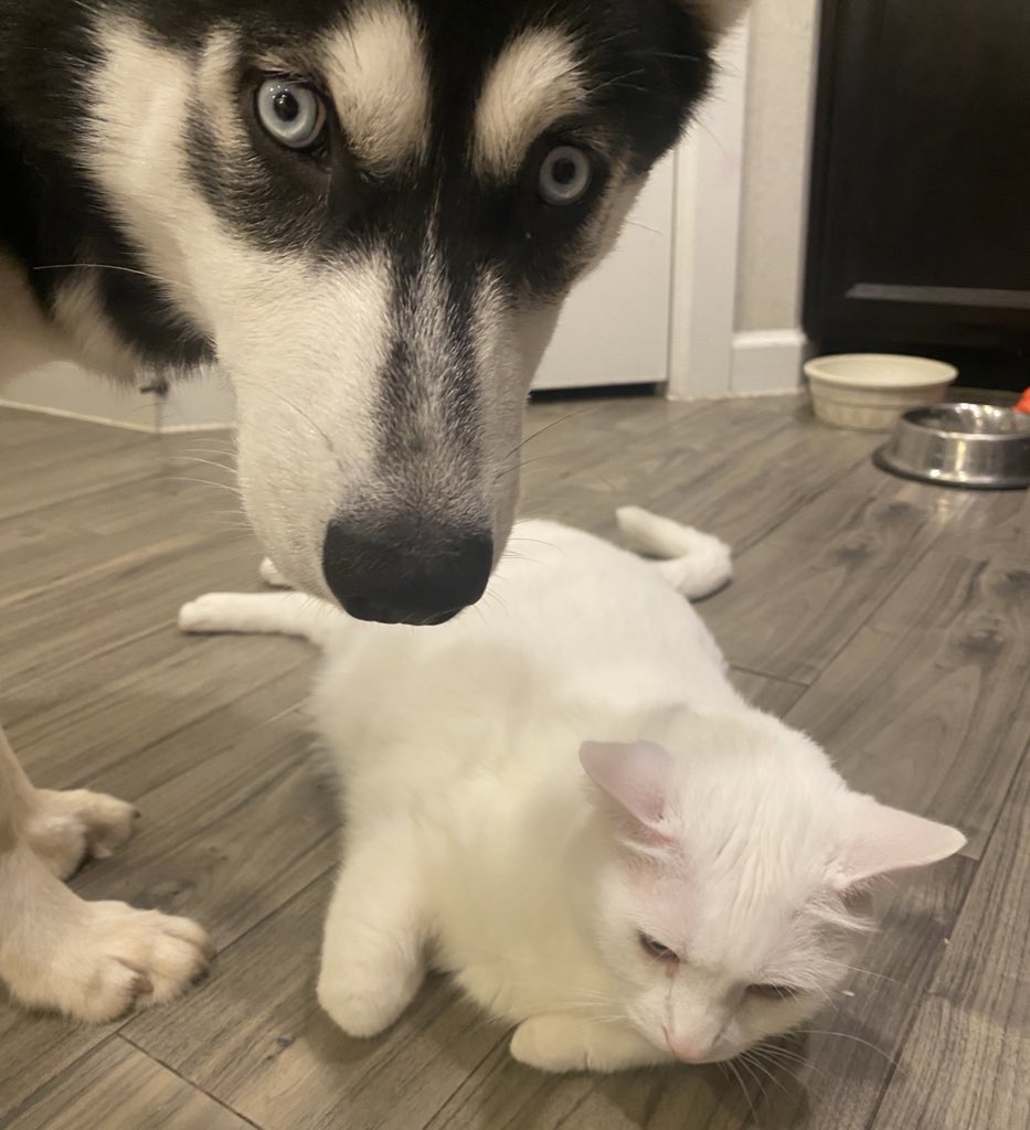 The human lady was doing the photo shoot, but the dog, she must interject herself into the middle of everything 😾