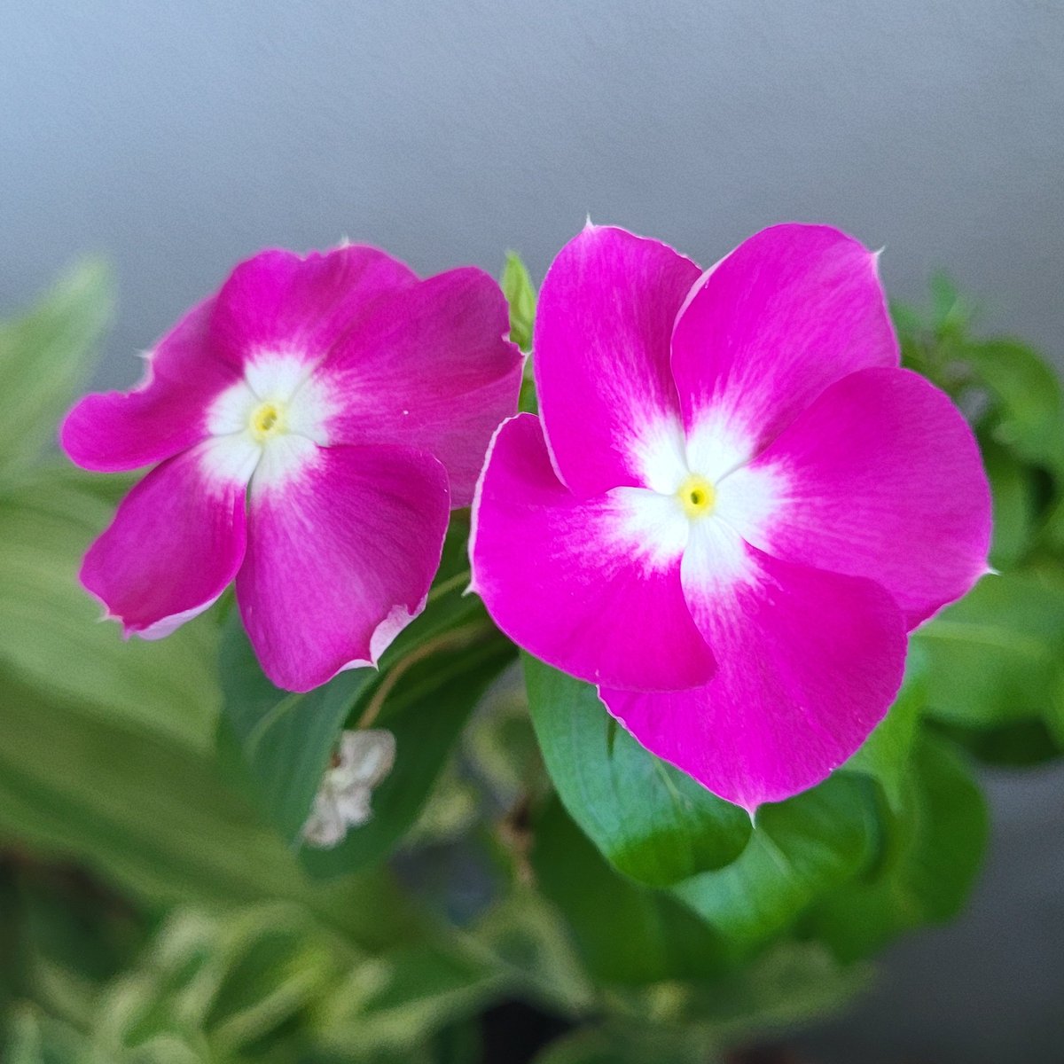 _Maileen's tweet photo. #Flores #PuertoRico 

https://t.co/IGKLAO5R4V https://t.co/fP7TJerJ5X