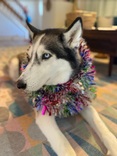 thecanalsideinn's tweet photo. Happy Furry Friend Friday from Sky and everyone else at the Canalside Inn!

Click on the link below to book your pet-friendly stay!

https://t.co/sQKOSiCF8k 

#supportlocalde #visitsouthdel #canalsideinn #petfriendly #contactfree #visitcanalside #visitrehoboth #costaldelaware https://t.co/9NQHk0AdeT