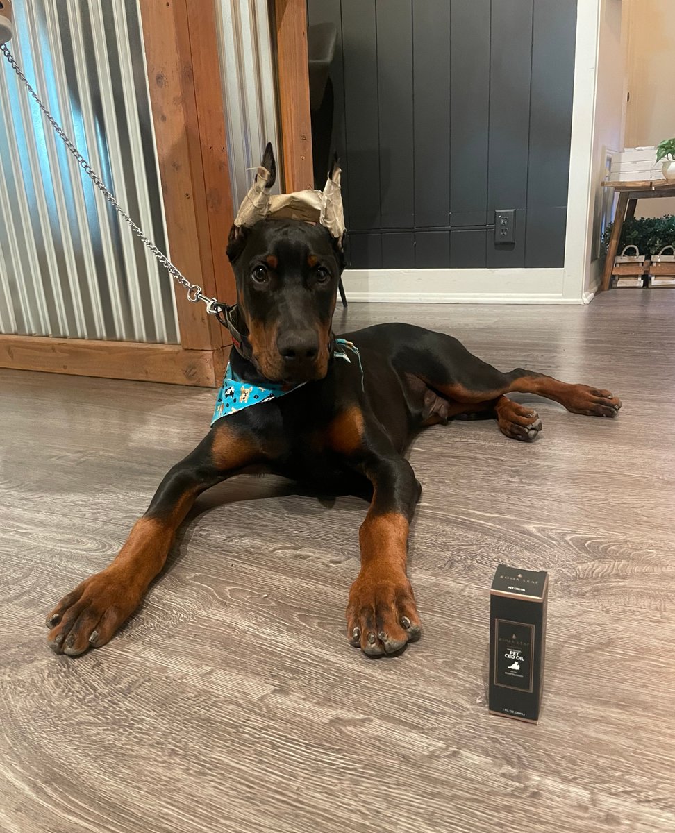 RomaLeaf's tweet photo. Today's happy Customer! 🐾🍃

#cbd #wellness #routine #lifestyle #selfcare #petcbd #hemp #relief #recovery https://t.co/oPWtpL5JN3