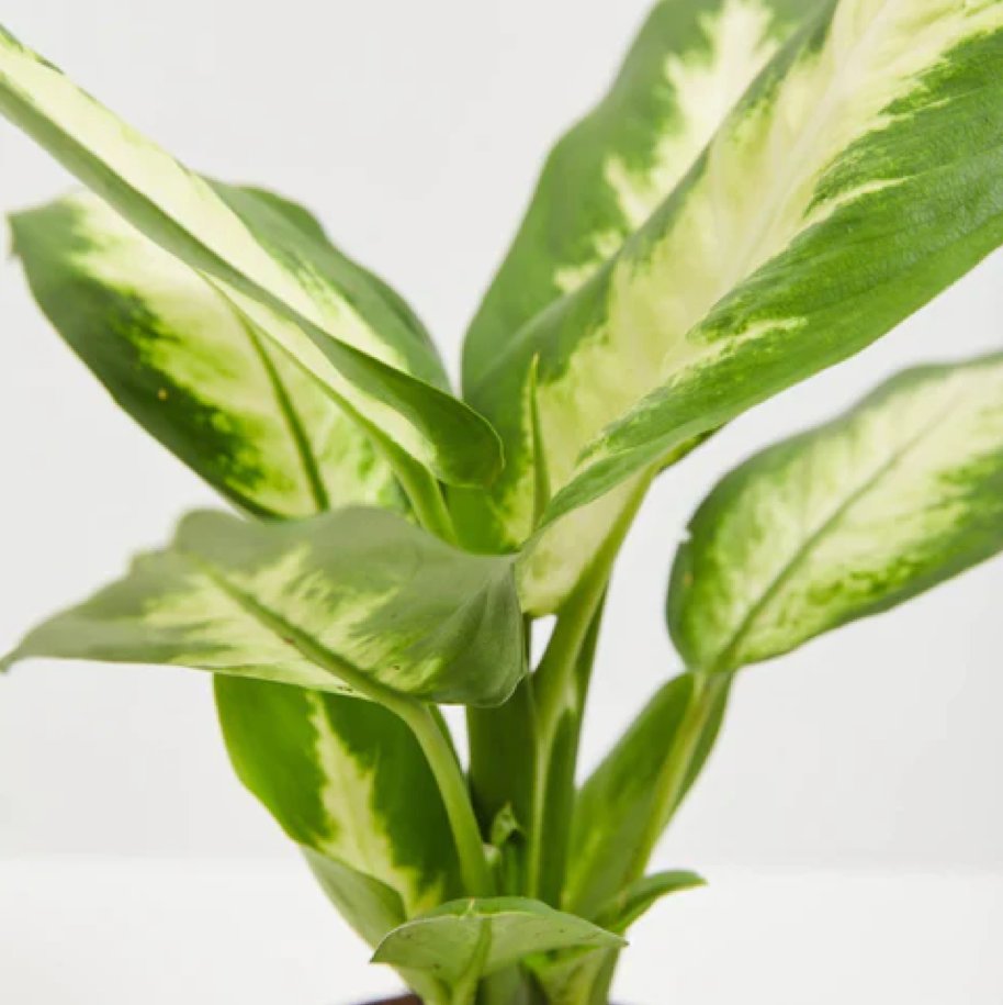 livelyroot's tweet photo. Dieffenbachia Camille is 40% Off This Week only! ๐ Funnily enough, they are known as 'Dumb Cane' because they have a mildly poisoning effect that, if ingested, temporarily numbs your mouth. Do not try this at home! #livelyroot #plantoftheweek
https://t.co/XRPQI5kNN7 https://t.co/mRUR3ntthU