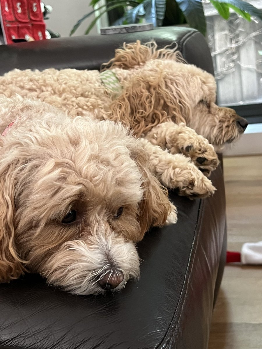 WalterTedde's tweet photo. @heidimur My dogs just read that article and just want to say “get £€%#|€¥!!” https://t.co/budJCSeDk7