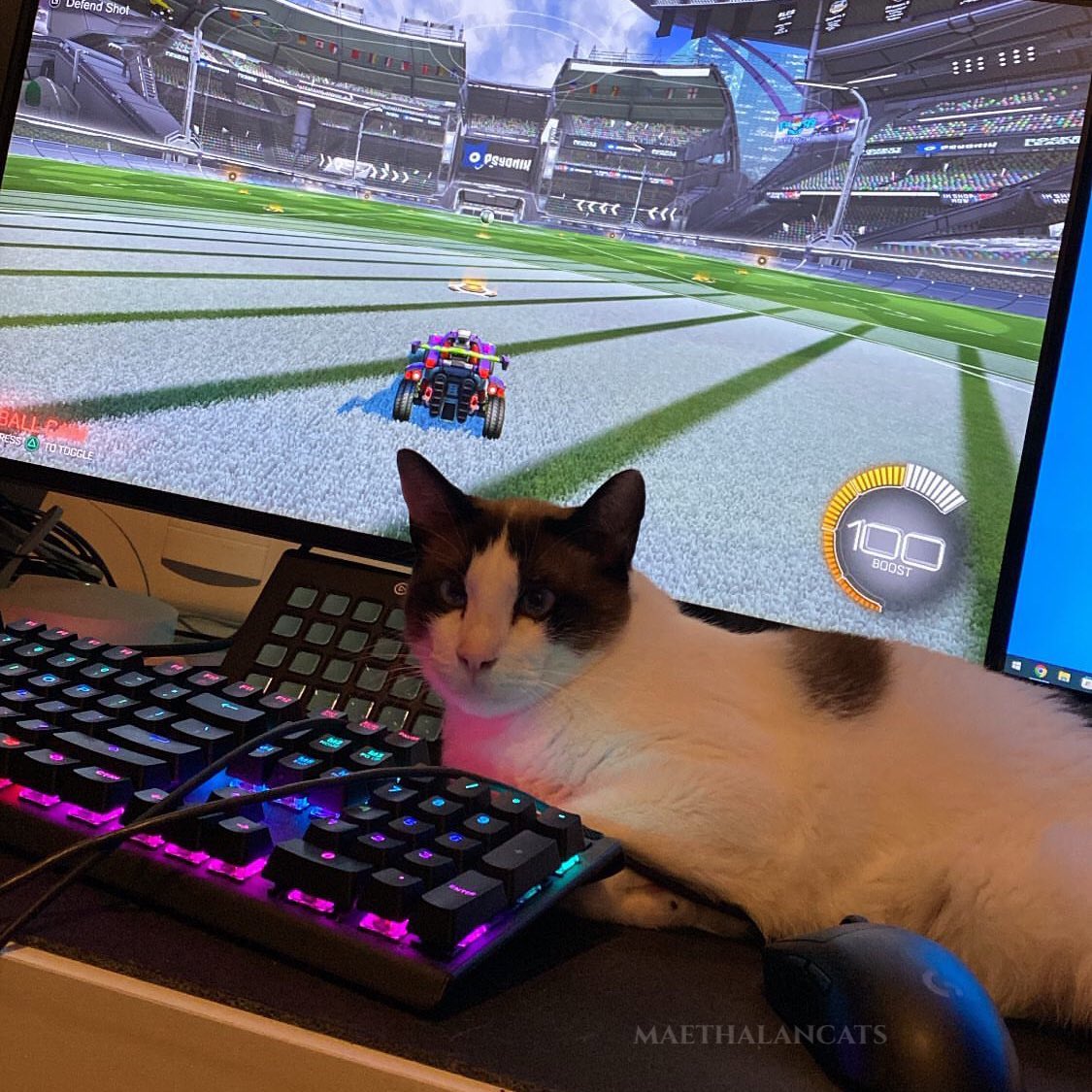 maethalancats's tweet photo. rocketzinho https://t.co/nWvkaop6o8