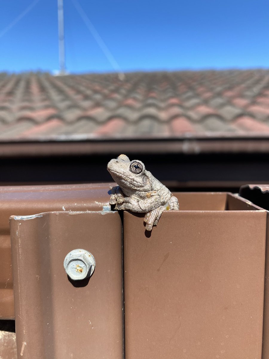 Morning visitor! 🐸