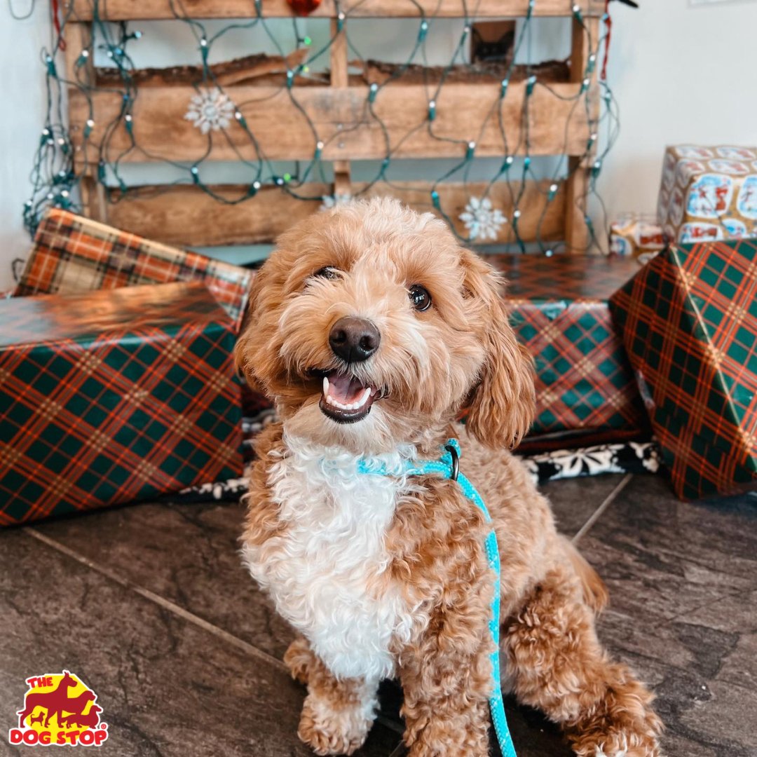 We know the holiday season is much more than just the presents under the tree, however we are dying to know what goodies Santa brought you this year?

Comment below what new toys &amp; treats you received! #happyholidays