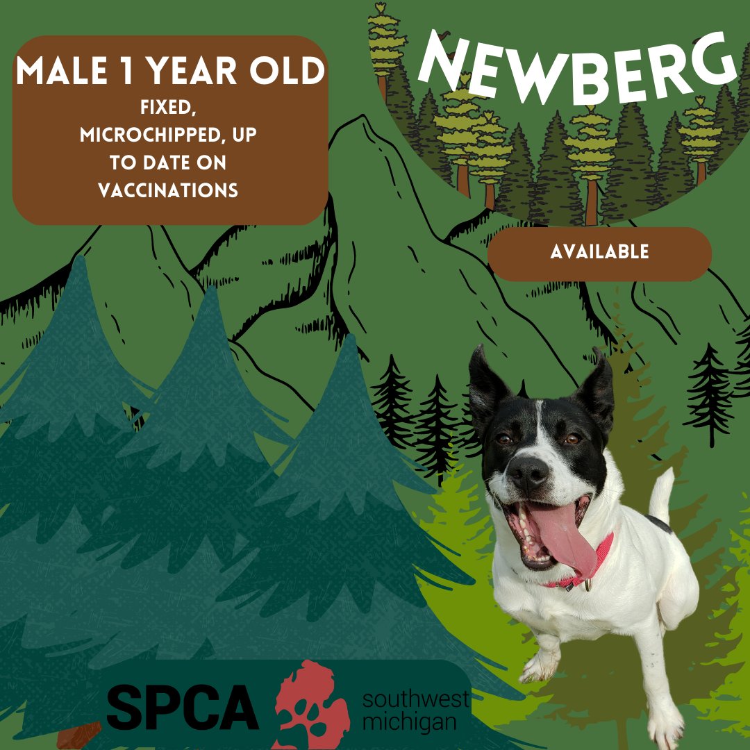 spcaswmich's tweet photo. You are welcome to come and visit with Newberg anytime during our open hours: Monday through Friday from 11am-7pm and Saturday from 11am-4pm. We do our last adoptions a half hour before we close. On New Year's Eve we are open from 11am-2pm.

Newberg's adoption fee is $20 https://t.co/b8JmexHIPP