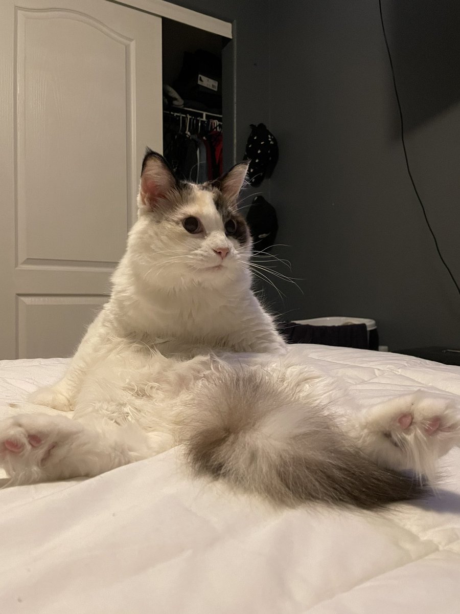 eyesandends's tweet photo. @justsheavassar Here’s my cat bein a lil freak❤️ https://t.co/g3W5OS3GnP