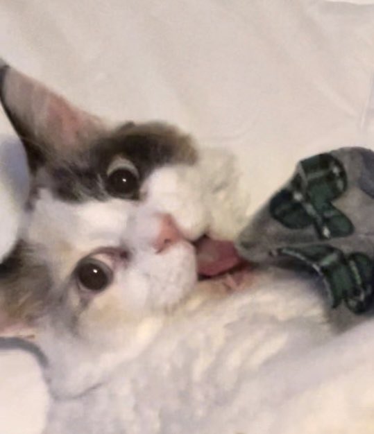 eyesandends's tweet photo. @justsheavassar Here’s my cat bein a lil freak❤️ https://t.co/g3W5OS3GnP
