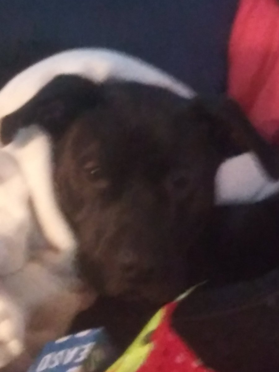 DavidDEzell's tweet photo. Rocky all bundled up for as winter's nap. https://t.co/TYRV79Bxgs