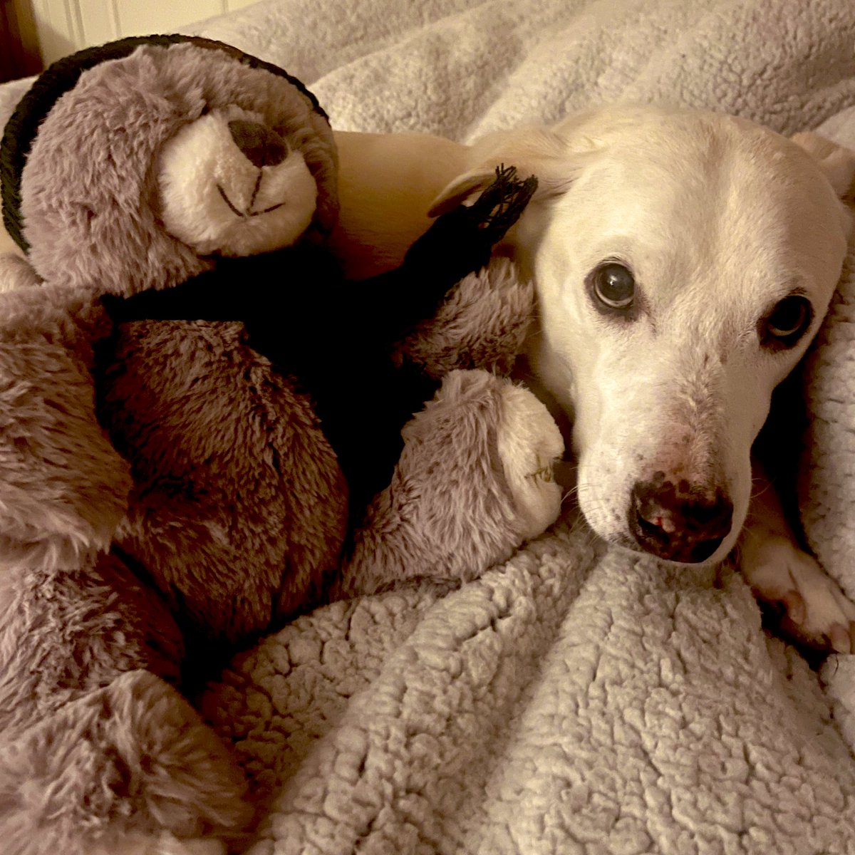 casinclair's tweet photo. After spending three days shoveling the driveway, my dog has decided walking around in Buffalo is not fun. Will not leave his bed. #dogsofbuffalo https://t.co/cnE3iJXca9