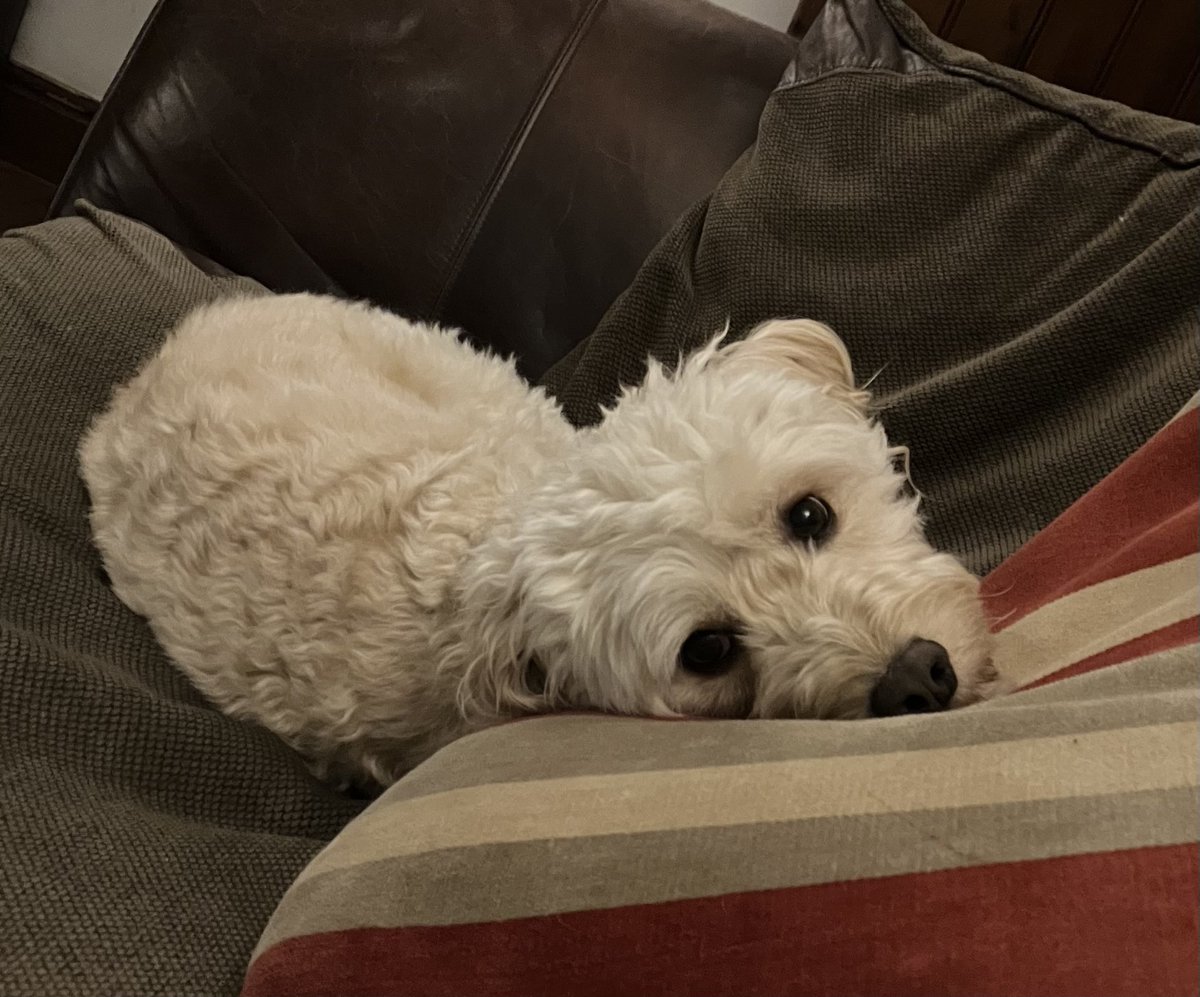 Riley 💜  cockapoo #cockapoosofinstagram #dogsofinstagram #cockapoopuppy #puppy #cockapoolove #cockapoolife #dog #puppylove #puppiesofinstagram #dogs #cockapooclub #dogstagram #corner #cockapoodaily #dogoftheday #doglife #cockapoocrazy #puppylife #cockapoos #cockerspaniel
