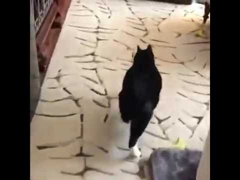 MeowMoeDotCom's tweet photo. #WALK of the #Manx #Cat
 
https://t.co/E2gjGupxoW
 
#catstrut #catwalk #funnywalk #furryfriend #manxcat #tailesscat https://t.co/F2WOgHUMLH
