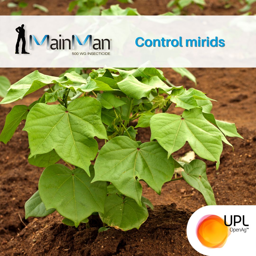 UPLAUSLtd's tweet photo. 👀Seeing #aphids or #mirid in your #cotton #crop? Get #MainMan® group 29 #insecticide from #UPL into your insecticide rotation to manage #pest populations. 🌱🐞 Learn more 👉 https://t.co/epNQVa77Cz https://t.co/Q1n9ubGJD8