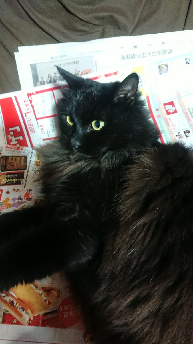 nekoku02's tweet image. こちら去年の12/31の写真です。この時期の冬毛姿です。首輪は見えず、少し白い毛が混じります。