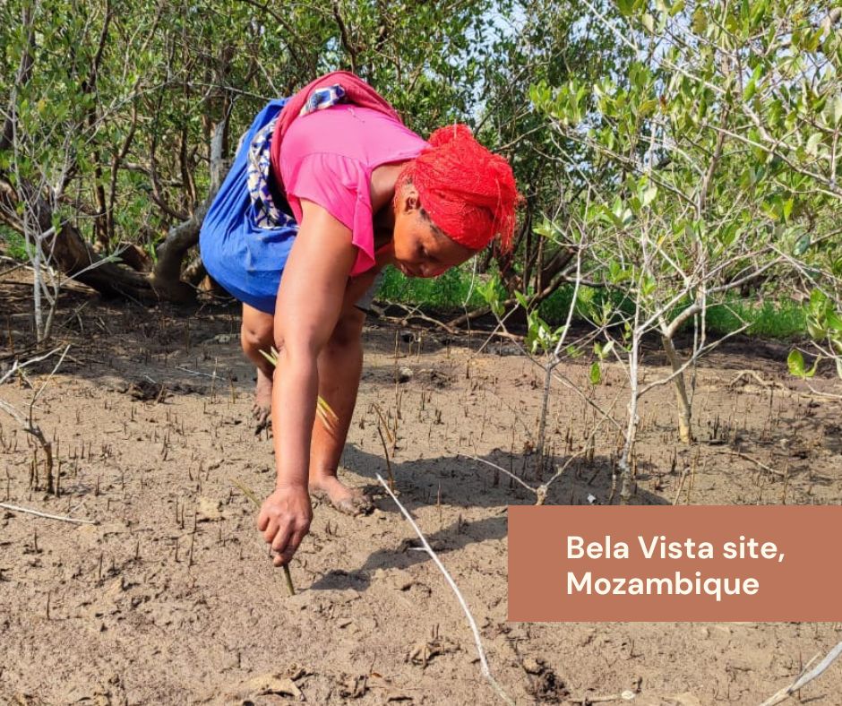 Nearly 4 million hectares of forest in Mozambique were destroyed in a 20-year period. By planting and protecting land in the Maputo Province of Mozambique, our team is working to reverse the effects of climate change while being empowered with sustainable livelihood options.