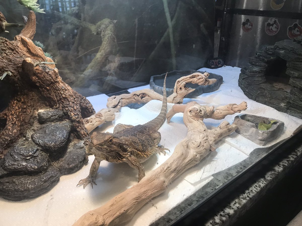 ohana325's tweet photo. When you love your children to the moon and back -and they all have hearts of gold- you end up with so many new “adventures” in life. Welcome to our little crazy but loving family Spoink. #beardeddragon https://t.co/ygtYiErA9w