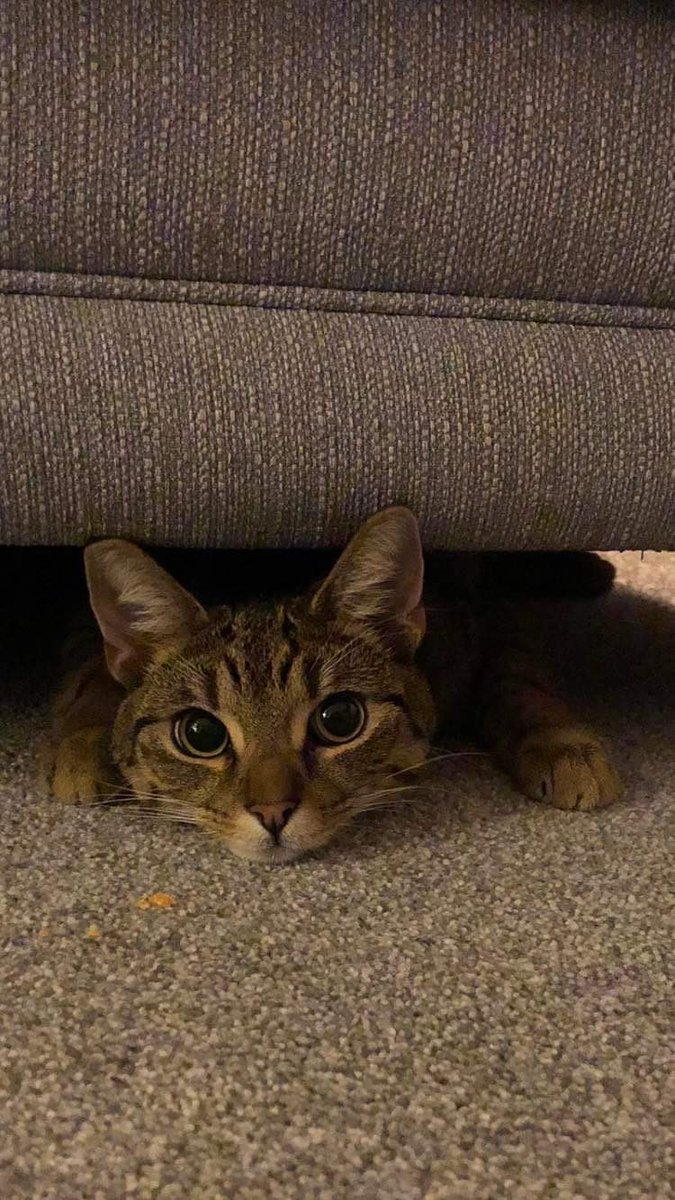 GeorgieBalcon's tweet photo. @boohoo This is Lenny 💙 https://t.co/npZofevbMK