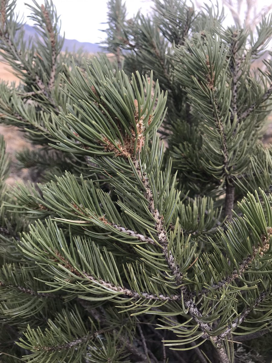 MAB 🔥 tweet media