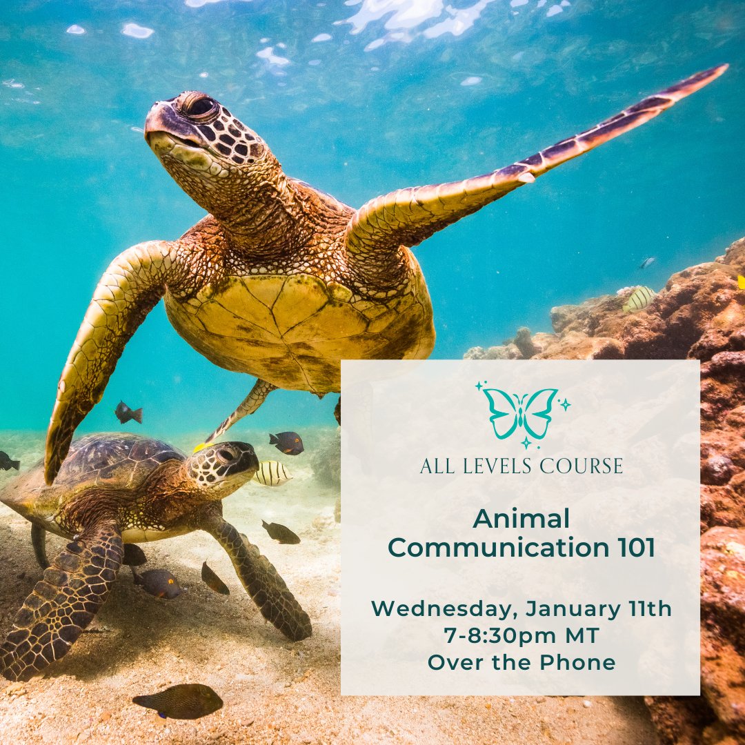 BoulderPsychic's tweet photo. Learn how to interpret messages from the animal kingdom &amp; deepen your interactions with animals. 🐈‍⬛
Our one month, Animal Communication 101 Course is $100 and starts Wednesday, January 11th, at 7pm MT, over the phone.

For more info visit our website: https://t.co/tCYgBMbCRy https://t.co/ZdPYNjQ4rG
