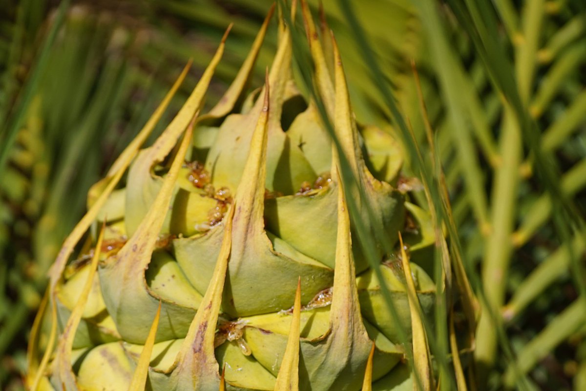 lost_in_botany's tweet photo. Female cones of #Macrozamia riedlei #Zamiaceae these large cones will eventually open up revealing the seeds covered with its reddish sarcotesta that are often distributed by emus and our Australian Ravens https://t.co/giKyoToMqY