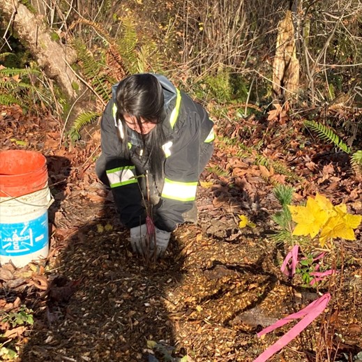 SeattleParks's tweet photo. Our Natural Area Crew recently worked at Camp Long to plant 20 trees, 35 shrubs, & 15 herbaceous native plants. The crew also updated the temporary Native Plant Nursery & are getting prepared for more native plant planting projects.🌱🌿
#ParkProud #ThrivingEnvironment #CampLong https://t.co/oHfZ6Y6h3v