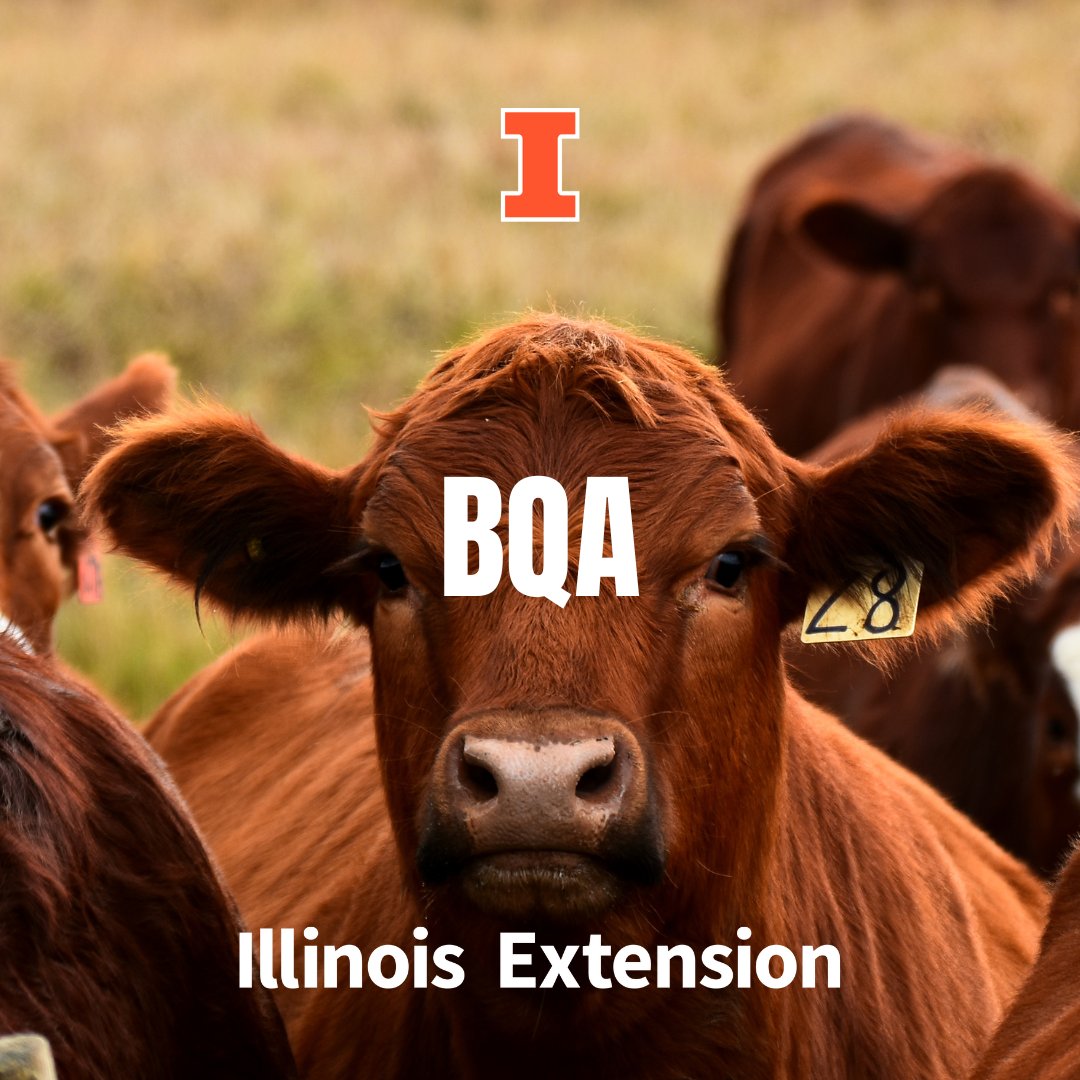 Explore how to become certified with Beef Quality Assurance at a January 19 program in Baylis. BQA is a national program that provides U.S. beef producers and consumers with tools to effectively raise cattle. Sign up for the session at extension.illinois.edu/events/2023-01….