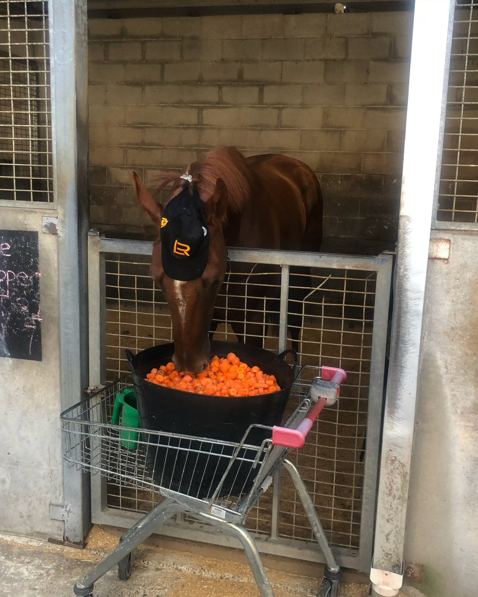 Leesracing's tweet photo. Winner winner carrot dinner for #TheBopper last night after his dominant Boxing Day win on the Sunshine Coast🥊🧡 https://t.co/BTaThKxWVj