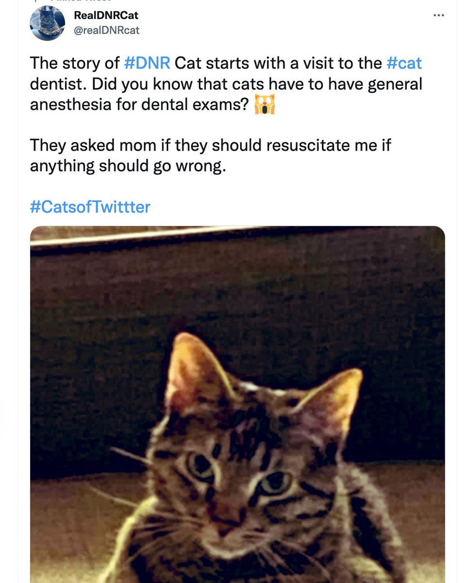 KaminskiMed's tweet photo. As promised/predicted, another #BestInResp2022 goes to UCLA!! In the category of #PCCSMCats goes to @thahn_neville for the #Lana series (https://t.co/EG7d1P09V6) and @NidaQadirMD for @realDNRcat (https://t.co/GyRraEJweN) a highly recommended follow! https://t.co/QCMFdMslDO
