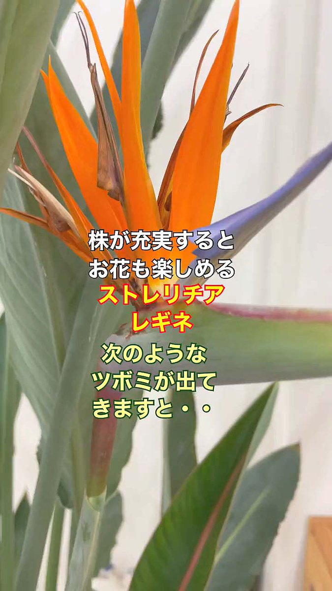 ストレリチア 極楽鳥花 (取りに来て頂ける方限定)