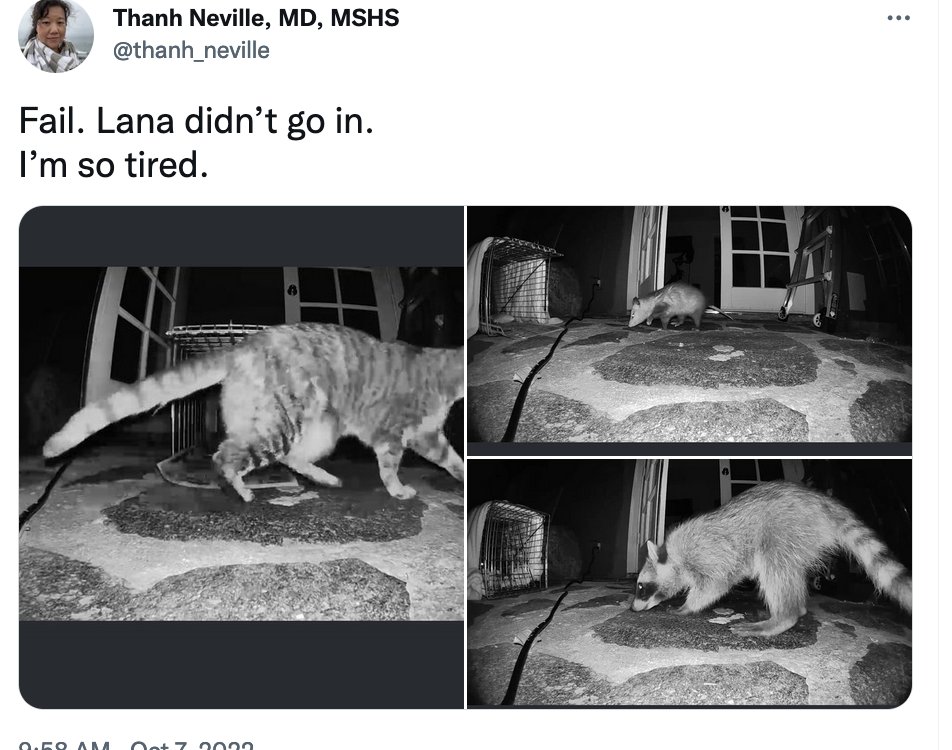 KaminskiMed's tweet photo. As promised/predicted, another #BestInResp2022 goes to UCLA!! In the category of #PCCSMCats goes to @thahn_neville for the #Lana series (https://t.co/EG7d1P09V6) and @NidaQadirMD for @realDNRcat (https://t.co/GyRraEJweN) a highly recommended follow! https://t.co/QCMFdMslDO