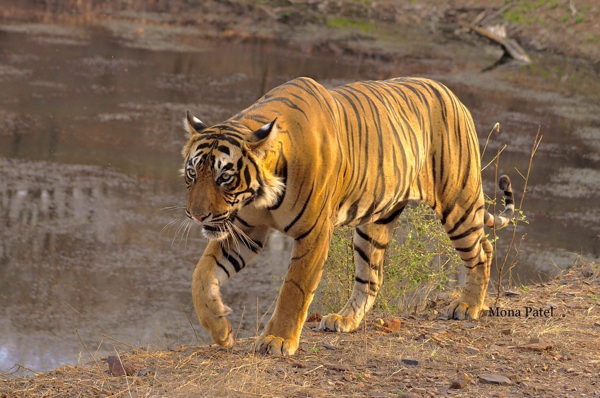 Unlike most cats,tigers love water. Tigers are known to be excellent swimmers.They also swim regularly when on their territory patrol and are seen taking water shortcuts to reach the place they are going 
#BBCWildlifePOTD #ThePhotoHour #IncredibleIndia #Ranthambor 🐅#natgeoindia