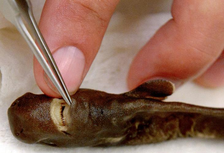 Today's fishes are the Pocket Sharks (Mollisquama), named for a small gland behind the pectoral fins! The purpose of the gland is unknown, but may be for bioluminescence. The name also fits because they're pocket sized!
📸Michael Doosey, Grace et al. 2015, John McCusker