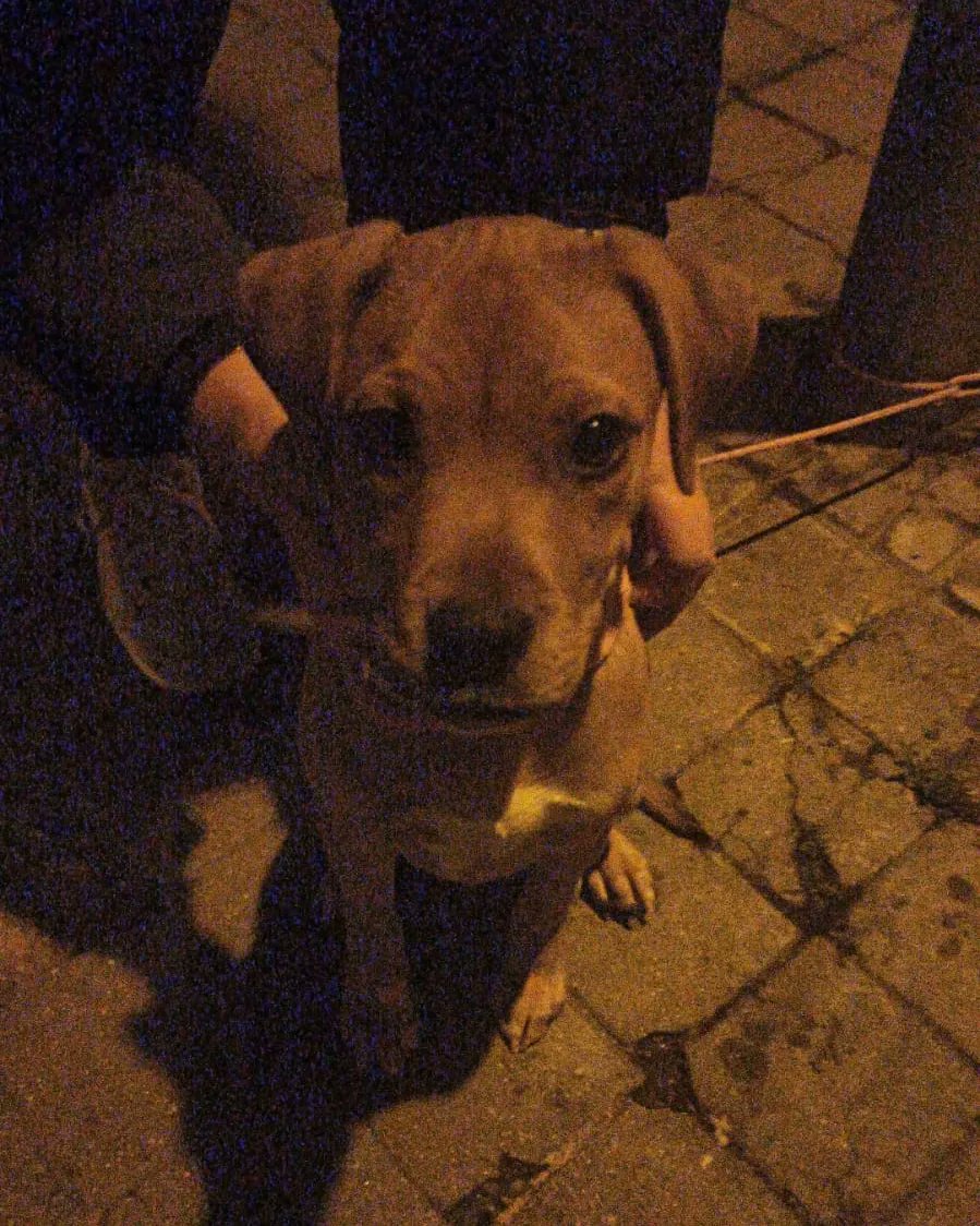Ayuda a animales tweet media