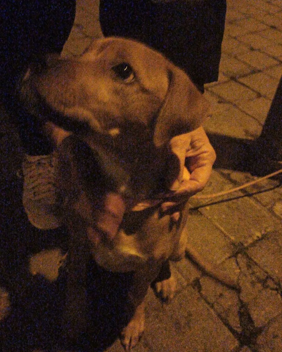 Ayuda a animales tweet media