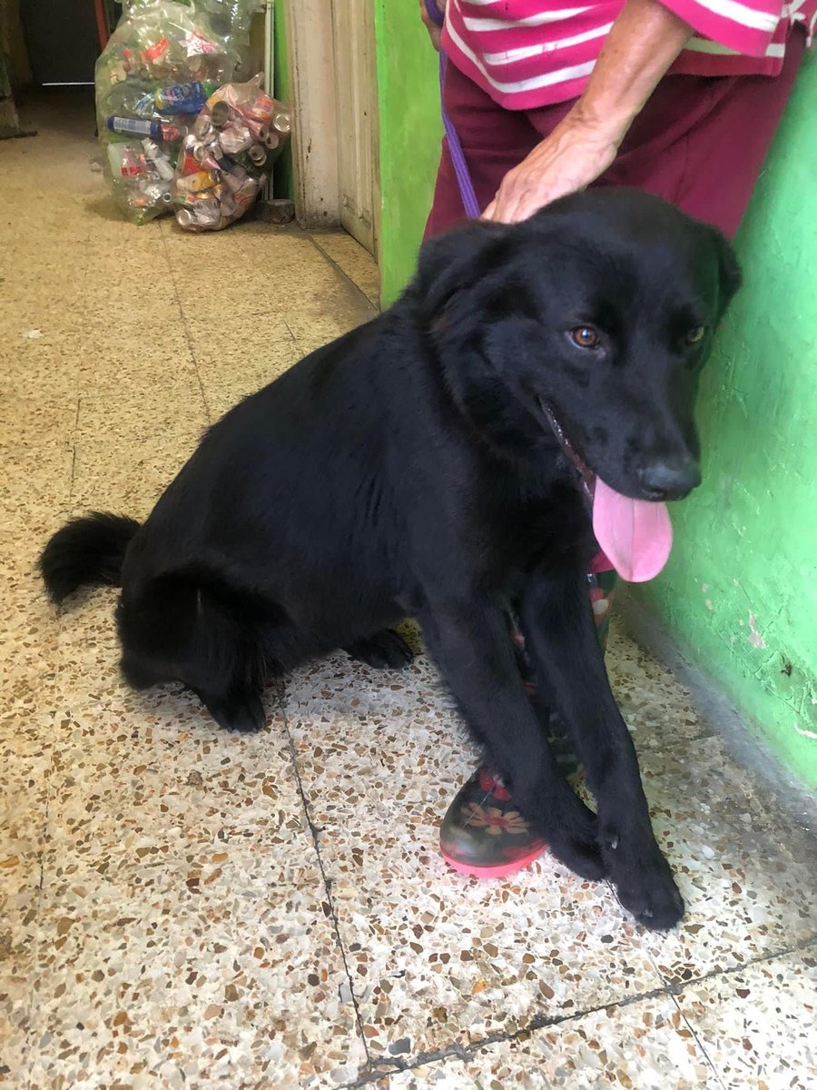 tamaAv's tweet photo. Este perrito está en adopción en la asociación La Roca que está en 20 de noviembre. Era de casa y ya no lo quisieron (odio a la gente), es macho, tiene aprox. Año y medio y es suuuper cariñoso 🥺 RT para que llegue a alguien que lo pueda adoptar. https://t.co/prpPXIDVHX